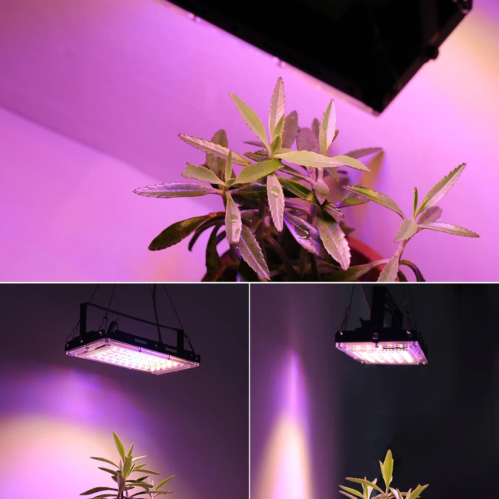 50W 220V Led Grow Light Plant Hydroponic Lamp LED Full Spectrum For Greenhouse Seeds Flower Hydroponic Plant Growth Lighting