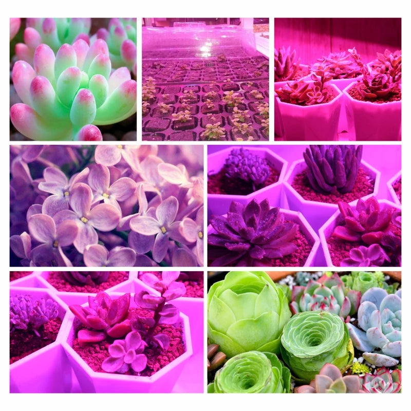 Hydroponice 10W 20W 30W 50W Cob Led Grow Light Chip AC 110V 220V Full Spectrum For Indoor Plant Seedling Grow and Flower